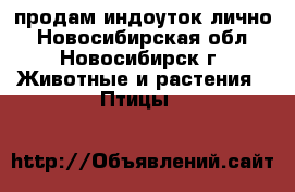 продам индоуток лично - Новосибирская обл., Новосибирск г. Животные и растения » Птицы   